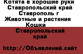 Котята в хорошие руки - Ставропольский край, Ставрополь г. Животные и растения » Кошки   . Ставропольский край